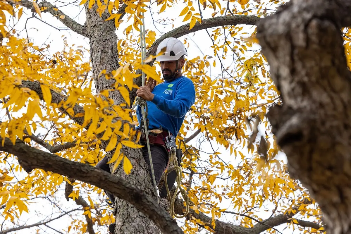 Skilled Tree Pruning crew working in Mason City